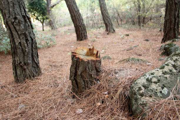 Tree and Shrub Care in Weston Lakes, TX