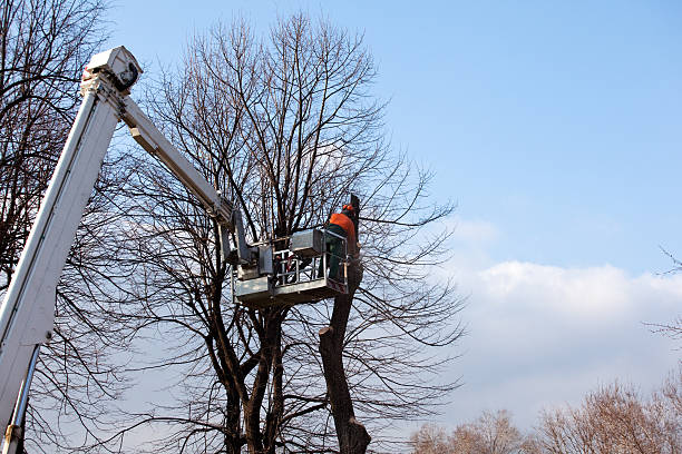 Best Fruit Tree Pruning  in Weston Lakes, TX